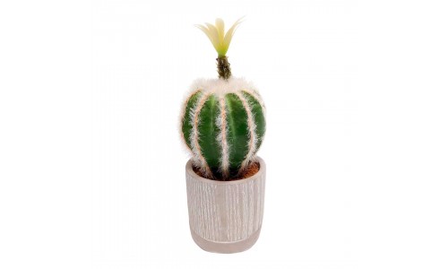 Planta cactus JOM 1840800000201