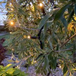 Luzes Natal EGLO 465-06 Luzes Natal EGLO 465-06