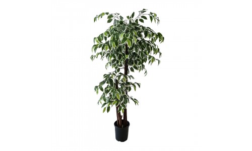 Planta Ficus Bola  3062800000212