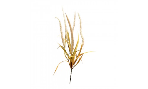Ramo amaranthus JOM N1700800775