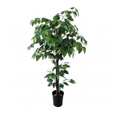 rvore de Ficus JOM 3053300000208