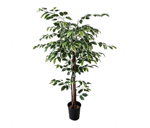 rvore de Ficus JOM 3053300000758