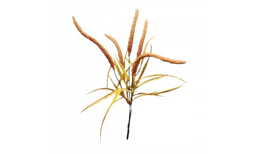 Ramo amaranthus JOM N1700800797