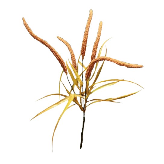 Ramo amaranthus JOM N1700800797 - Image product