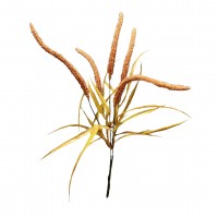 Ramo amaranthus JOM N1700800797