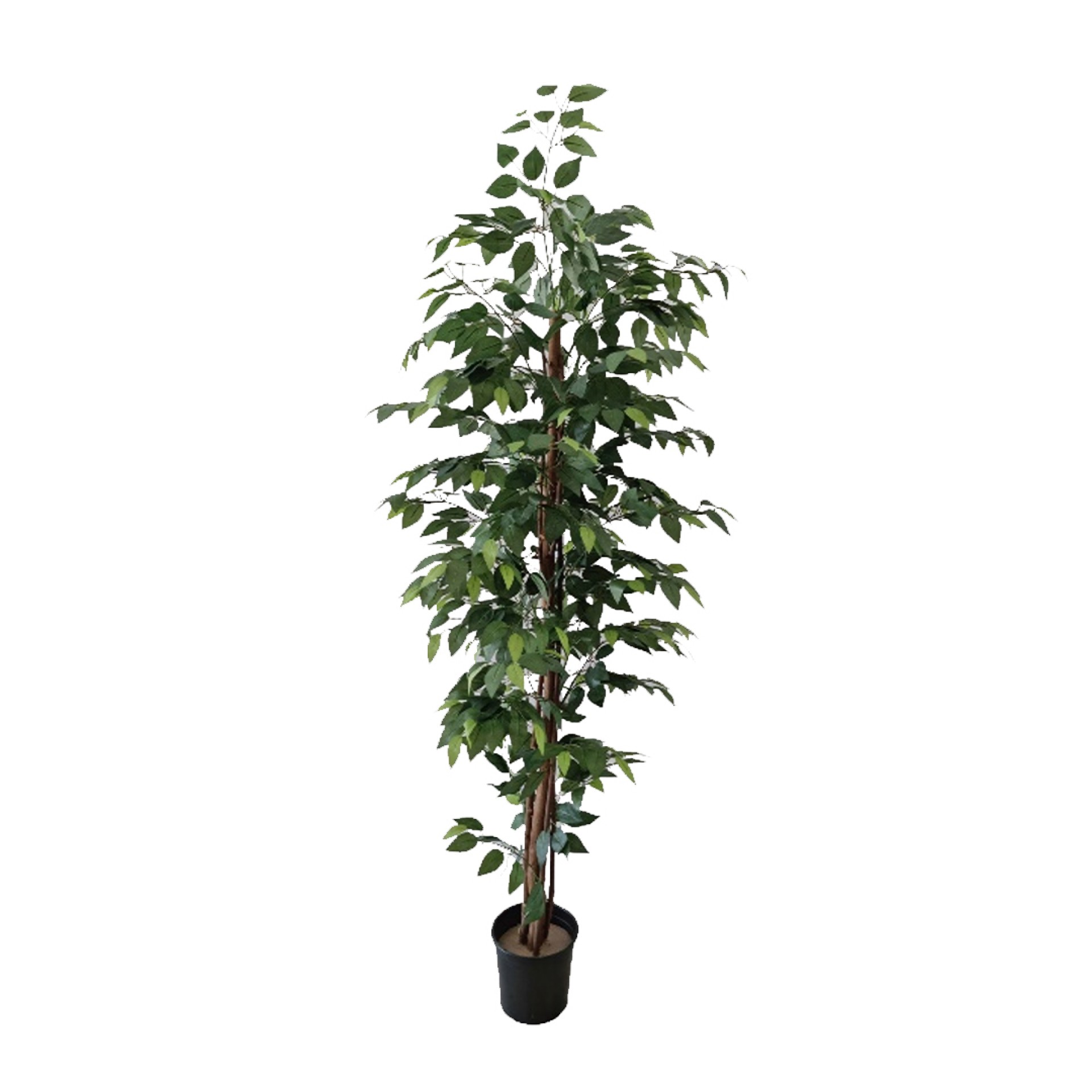 Árvore de Ficus JOM 3054900000209