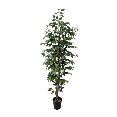 rvore de Ficus JOM 3054900000209