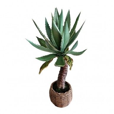 Planta de Agave JOM 1841500000003