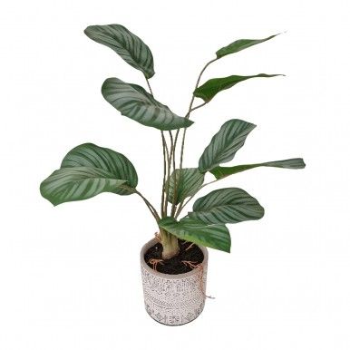 Planta de Calathea JOM 1841600000002