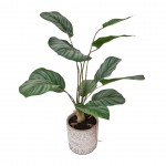 Planta de Calathea JOM 1841600000002