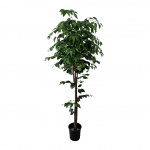 Arvore Ficus  3050900000201