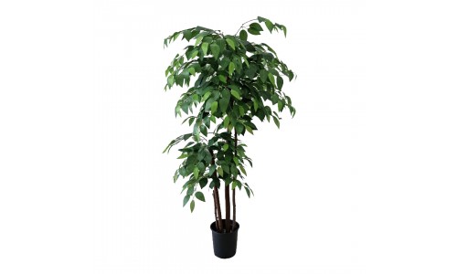 Planta Ficus 2 bolas  3062800000205