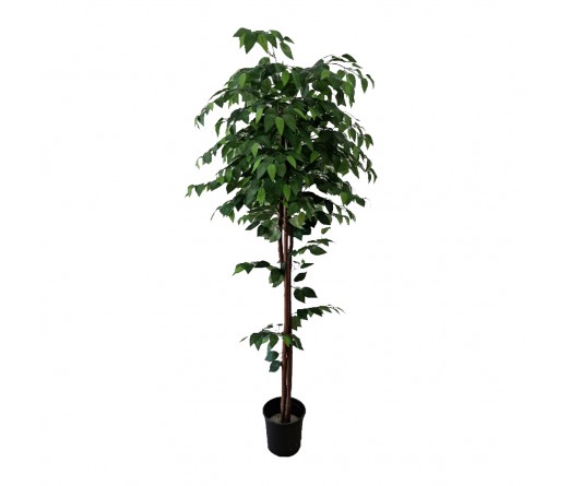 Arvore Ficus JOM 3054100000207