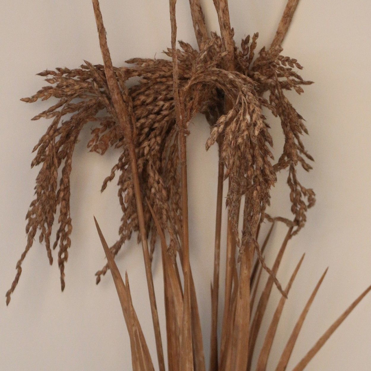 Atado centeio JOM N1700700697