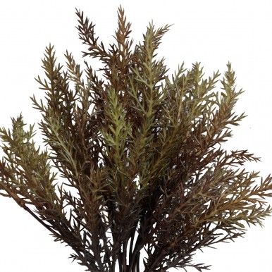 Atado tuia JOM N1700800120