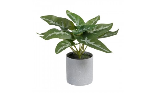 Planta JOM 605440