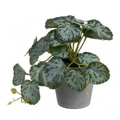 Planta JOM 605444