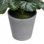 Planta JOM 605444