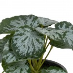Planta JOM 605444