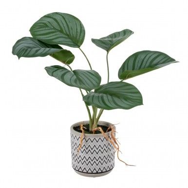 Planta JOM 602142