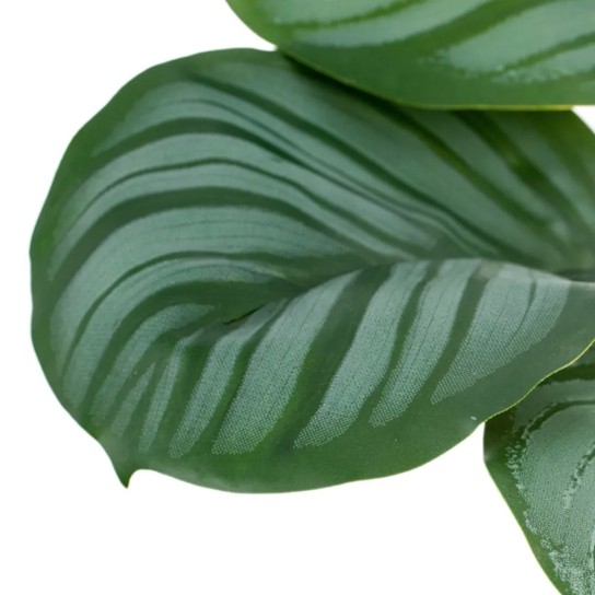 Planta JOM 602142 - Image product