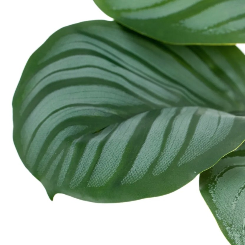 Planta JOM 602142