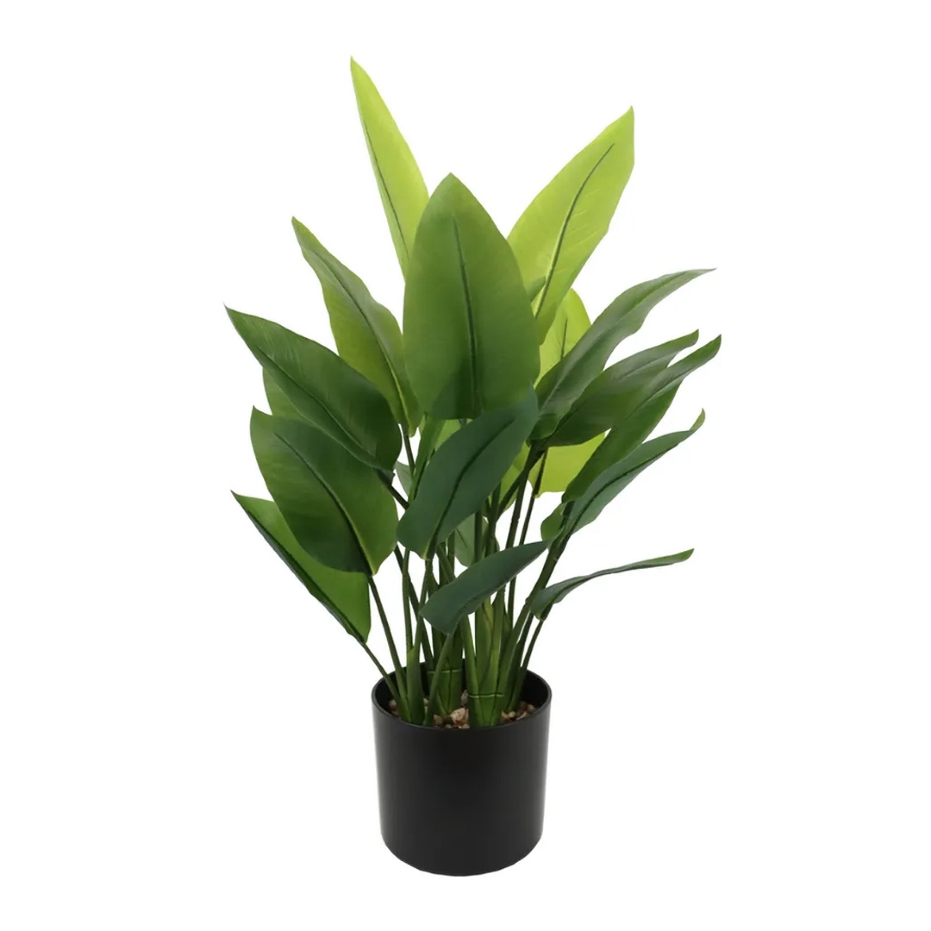 Planta JOM 609028