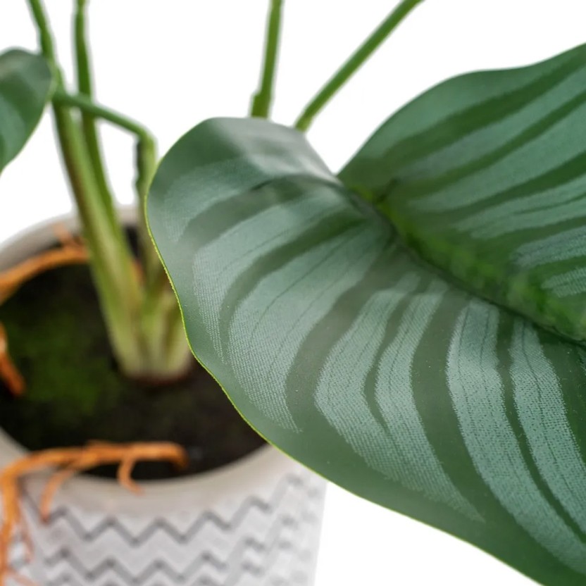 Planta JOM 602142