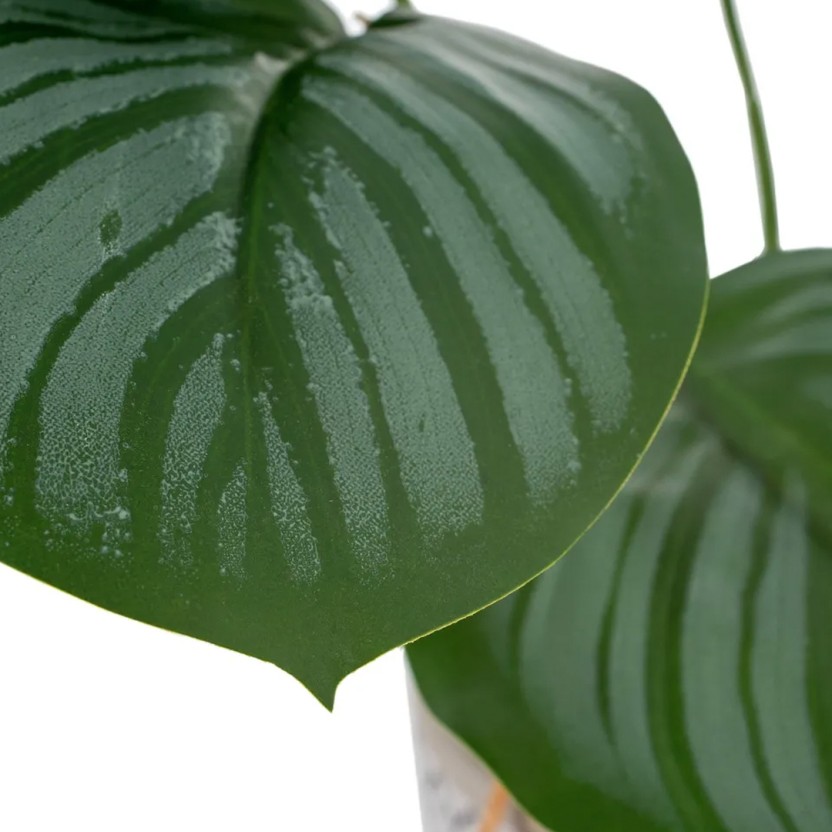 Planta JOM 602142