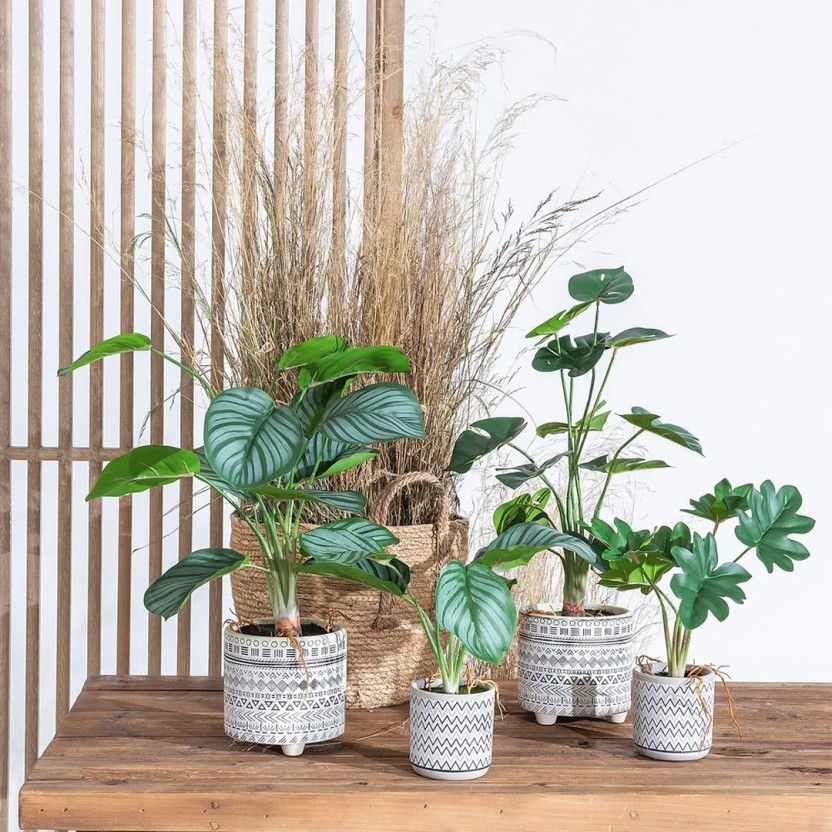 Planta JOM 602142