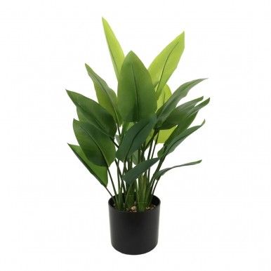 Planta JOM 609028