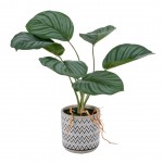 Planta JOM 602142