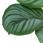 Planta JOM 602142