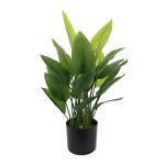 Planta JOM 609028