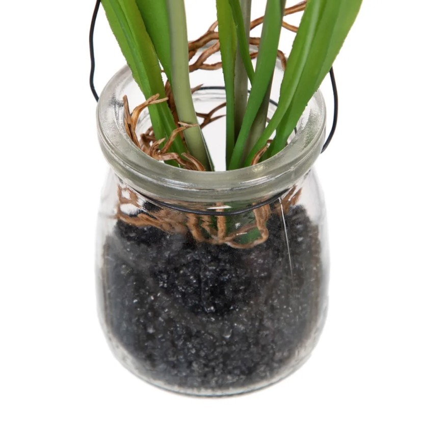 Planta JOM 604072