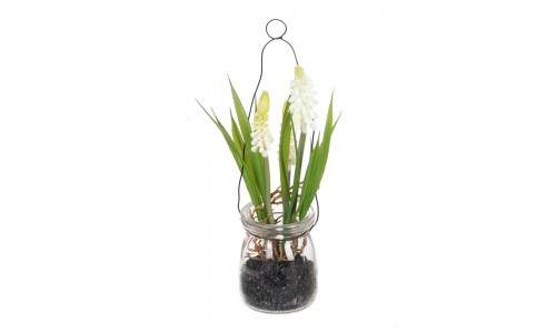 Planta JOM 604072