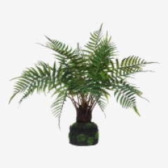 Plantas