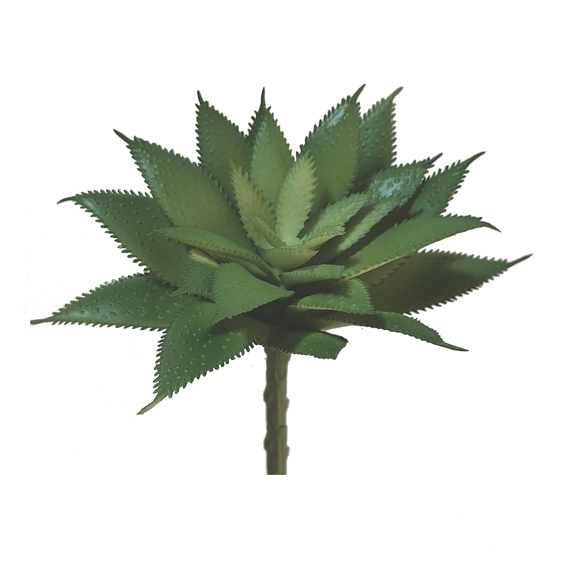 Suculento Agave JOM 2341000000200