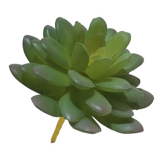 Suculento echeveria ellen JOM 2340200000249 - Image product
