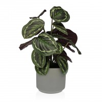 Planta decorativa JOM 2241-0016