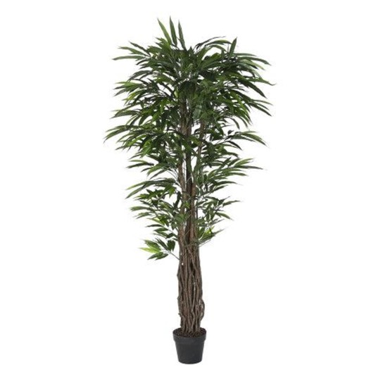 Planta JOM JA-219887 - Image product