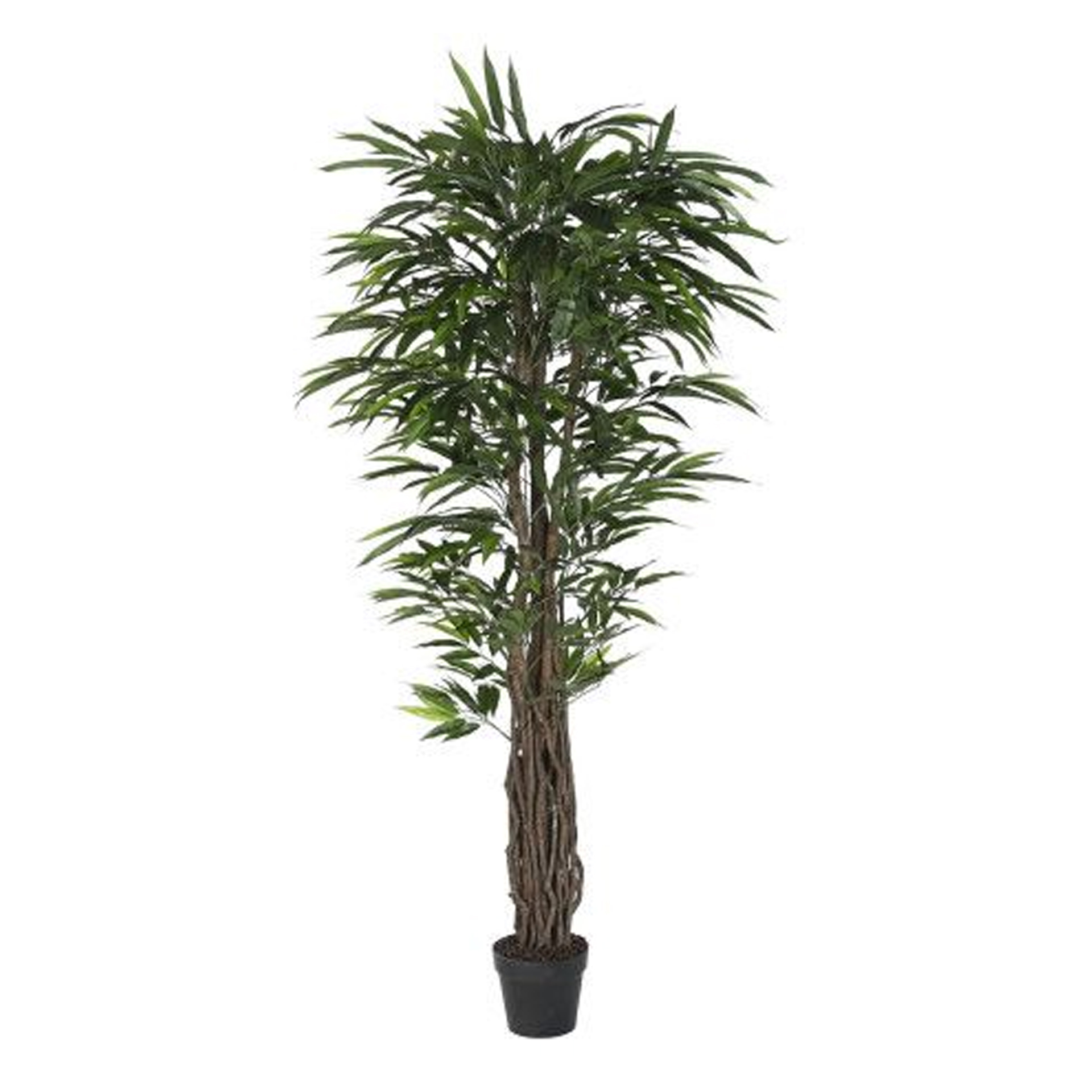 Planta JOM JA-219887