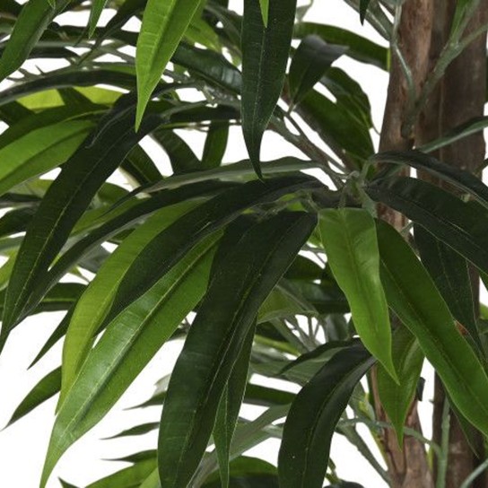 Planta JOM JA-219887 - Image product