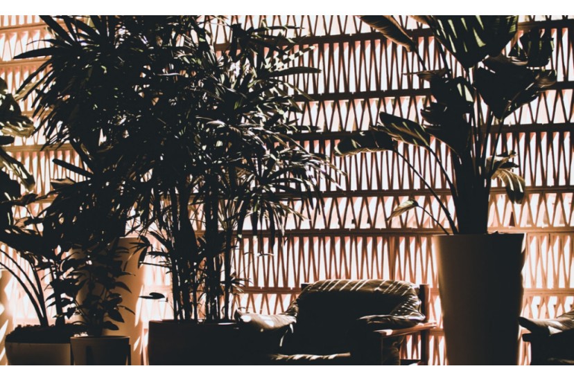 3 truques essenciais para cuidar de plantas interiores