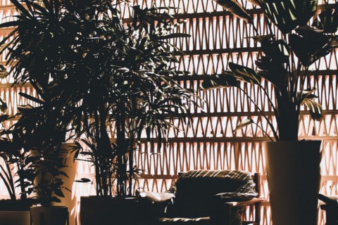 3 truques essenciais para cuidar de plantas interiores