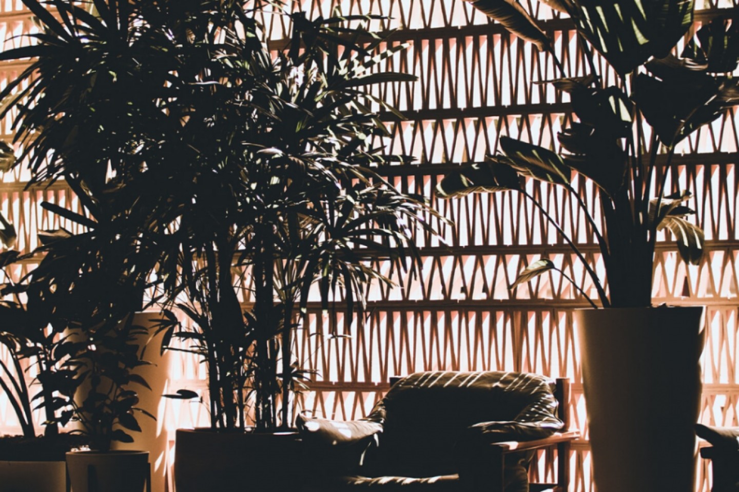 3 truques essenciais para cuidar de plantas interiores