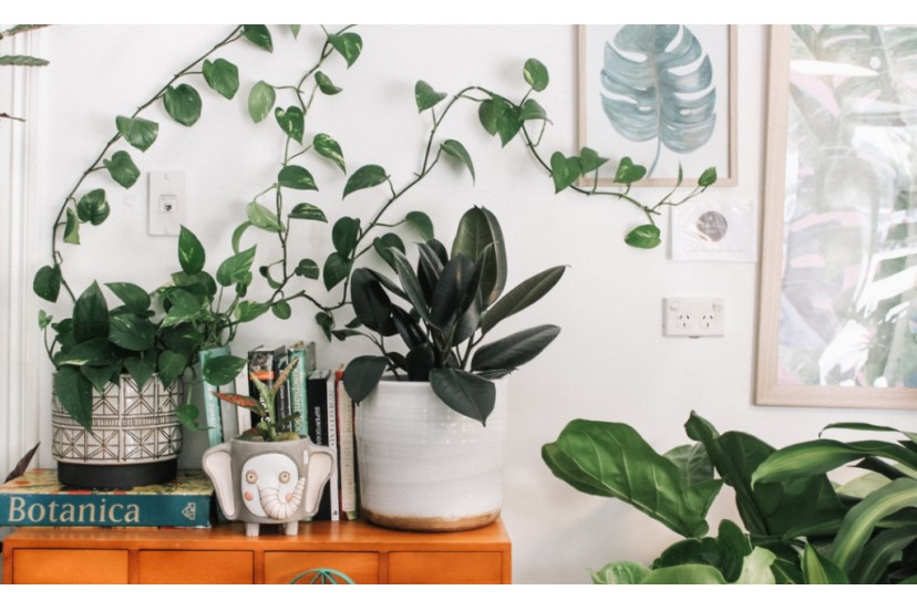 Procura um aliado natural contra a humidade? Plantas  a resposta!