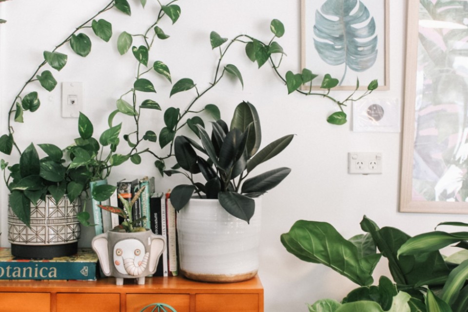 Procura um aliado natural contra a humidade? Plantas  a resposta!