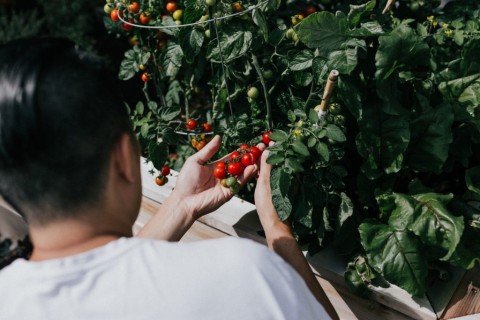 Horta em apartamento? Sim, é possível!