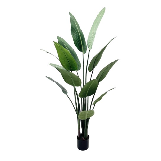 Planta folha estrelicia JOM 03-IT-64 - Image product
